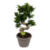 Ficus Microcarpa Ginseng - Bonsai - P25 H70 - Kamerplant -Goedkope Groen Tuin Geluk Winkel ficus microcarpa ginseng bonsai p25 h70 1