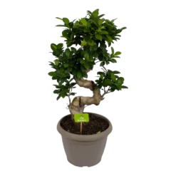 Goedkope Groen Tuin Geluk Winkel 25 Ficus Microcarpa Ginseng - Bonsai - P25 H70 - Kamerplant