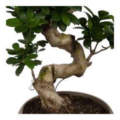 Goedkope Groen Tuin Geluk Winkel -Goedkope Groen Tuin Geluk Winkel ficus microcarpa ginseng bonsai p25 h70 5