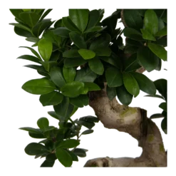 Ficus Microcarpa Ginseng - Bonsai - P25 H70 - Kamerplant -Goedkope Groen Tuin Geluk Winkel ficus microcarpa ginseng bonsai p25 h70 6