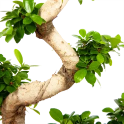 Ficus Microcarpa Ginseng - Bonsai - P29 H90 - Kamerplant -Goedkope Groen Tuin Geluk Winkel ficus microcarpa ginseng bonsai p29 h90 6