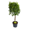 Ficus Microcarpa Nitida Op Gevlochten Stam - Treurvijg - P24 H100 - Kamerplant 2 Ficus Microcarpa Nitida Op Gevlochten Stam - Treurvijg - P24 H100 - Kamerplant -Goedkope Groen Tuin Geluk Winkel ficus microcarpa nitida op gevlochten stam treurvijg p24 h100 1