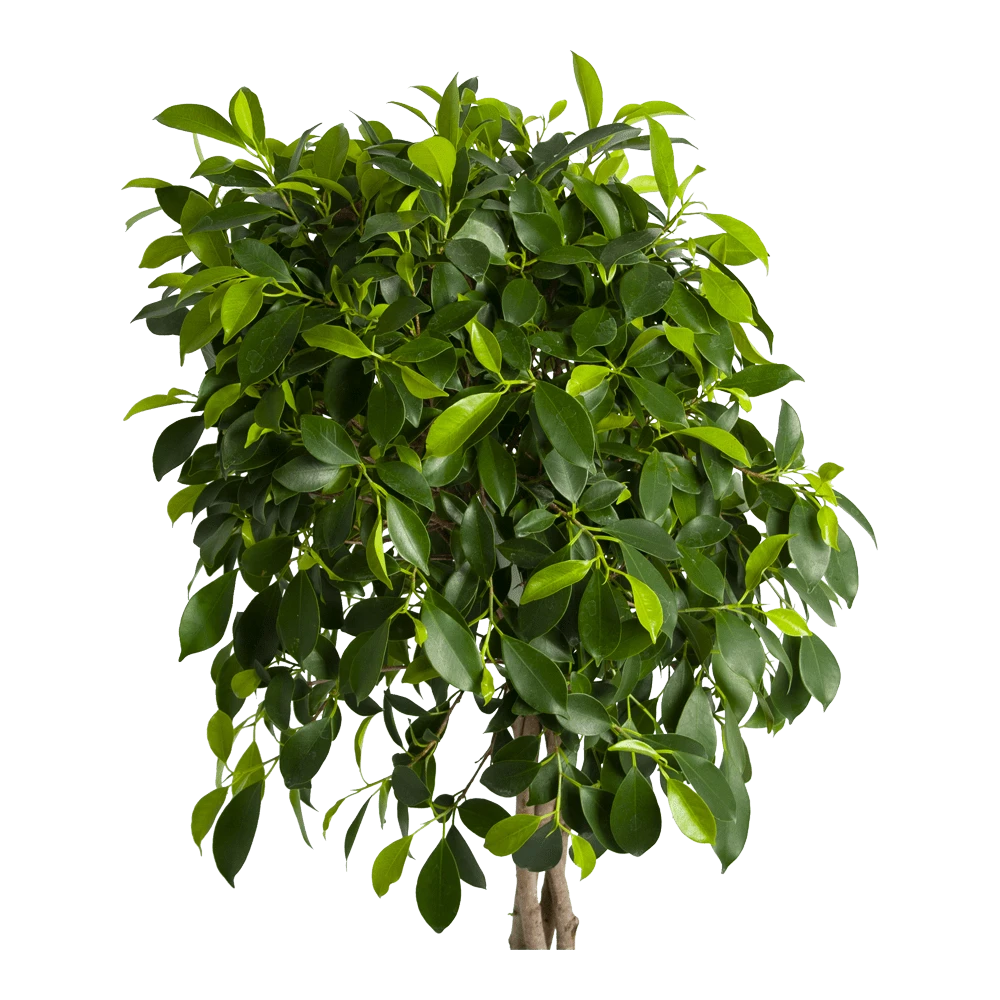 Ficus Microcarpa Nitida Op Gevlochten Stam - Treurvijg - P24 H100 - Kamerplant 4 Ficus Microcarpa Nitida Op Gevlochten Stam - Treurvijg - P24 H100 - Kamerplant - Afbeelding 2