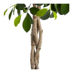 Ficus Microcarpa Nitida Op Gevlochten Stam - Treurvijg - P24 H100 - Kamerplant 9 Ficus Microcarpa Nitida Op Gevlochten Stam - Treurvijg - P24 H100 - Kamerplant -Goedkope Groen Tuin Geluk Winkel ficus microcarpa nitida op gevlochten stam treurvijg p24 h100 3