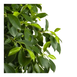 Ficus Microcarpa Nitida Op Gevlochten Stam - Treurvijg - P24 H100 - Kamerplant 10 Ficus Microcarpa Nitida Op Gevlochten Stam - Treurvijg - P24 H100 - Kamerplant -Goedkope Groen Tuin Geluk Winkel ficus microcarpa nitida op gevlochten stam treurvijg p24 h100 4
