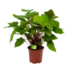 Homalomena Rubescens 'Maggy' - P19 H60 - Kamerplant -Goedkope Groen Tuin Geluk Winkel homalomena rubescens maggy p19 h60 1 2