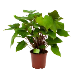 Homalomena Rubescens 'Maggy' - P19 H60 - Kamerplant