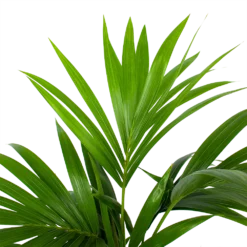 Kentiapalm - Howea Forsteriana - P19 H80 - Kamerplant -Goedkope Groen Tuin Geluk Winkel kentiapalm howea forsteriana p19 h80 5