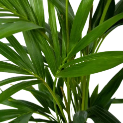 Kentiapalm - Howea Forsteriana - P19 H80 - Kamerplant -Goedkope Groen Tuin Geluk Winkel kentiapalm howea forsteriana p19 h80 6