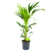 Kentiapalm - Howea Forsteriana - P21 H100 - Kamerplant -Goedkope Groen Tuin Geluk Winkel kentiapalm howea forsteriana p21 h100 4