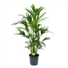 Kentiapalm - Howea Forsteriana - P21 H120 - Kamerplant -Goedkope Groen Tuin Geluk Winkel kentiapalm howea forsteriana p21 h120 1