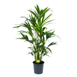 Kentiapalm - Howea Forsteriana - P21 H120 - Kamerplant