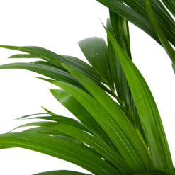 Kentiapalm - Howea Forsteriana - P21 H120 - Kamerplant -Goedkope Groen Tuin Geluk Winkel kentiapalm howea forsteriana p21 h120 6