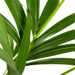 Kentiapalm - Howea Forsteriana - P21 H140 - Kamerplant -Goedkope Groen Tuin Geluk Winkel kentiapalm howea forsteriana p21 h140 5