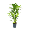 Kentiapalm - Howea Forsteriana - P24 H130 - Kamerplant -Goedkope Groen Tuin Geluk Winkel kentiapalm howea forsteriana p24 h130 1