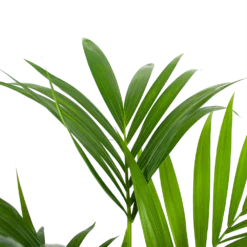 Kentiapalm - Howea Forsteriana - P24 H130 - Kamerplant -Goedkope Groen Tuin Geluk Winkel kentiapalm howea forsteriana p24 h130 6
