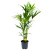 Kentiapalm - Howea Forsteriana - P24 H140 - Kamerplant 1 Kentiapalm - Howea Forsteriana - P24 H140 - Kamerplant -Goedkope Groen Tuin Geluk Winkel kentiapalm howea forsteriana p24 h140 1 1