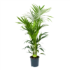 Kentiapalm - Howea Forsteriana - P24 H150 - Kamerplant -Goedkope Groen Tuin Geluk Winkel kentiapalm howea forsteriana p24 h150 1