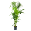 Kentiapalm - Howea Forsteriana - P24 H200 - Kamerplant -Goedkope Groen Tuin Geluk Winkel kentiapalm howea forsteriana p24 h200 4