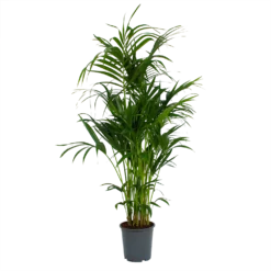 Kentiapalm - Howea Forsteriana - P27 H170 - Kamerplant