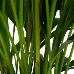 Kentiapalm - Howea Forsteriana - P27 H170 - Kamerplant -Goedkope Groen Tuin Geluk Winkel kentiapalm howea forsteriana p27 h170 5
