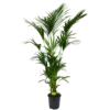 Kentiapalm - Howea Forsteriana - P27 H200 - Kamerplant -Goedkope Groen Tuin Geluk Winkel kentiapalm howea forsteriana p27cm h200cm 4