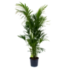 Kentiapalm - Howea Forsteriana - P32 H200 - Kamerplant 1 Kentiapalm - Howea Forsteriana - P32 H200 - Kamerplant -Goedkope Groen Tuin Geluk Winkel kentiapalm howea forsteriana p32 h200 1 1