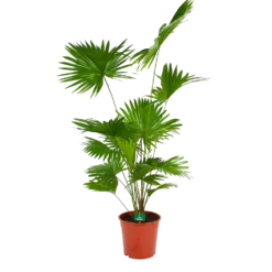 Livistona Rotundifolia - Chinese Schermpalm - P24 H100 - Kamerplant