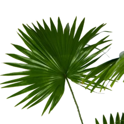 Livistona Rotundifolia - Chinese Schermpalm - P24 H100 - Kamerplant 8 Livistona Rotundifolia - Chinese Schermpalm - P24 H100 - Kamerplant -Goedkope Groen Tuin Geluk Winkel livistona rotundifolia chinese schermpalm p24 h100 kamerplant 3