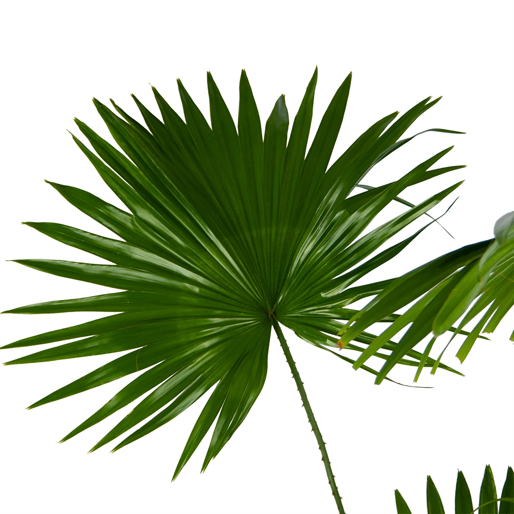 Livistona Rotundifolia - Chinese Schermpalm - P24 H100 - Kamerplant 5 Livistona Rotundifolia - Chinese Schermpalm - P24 H100 - Kamerplant - Afbeelding 3