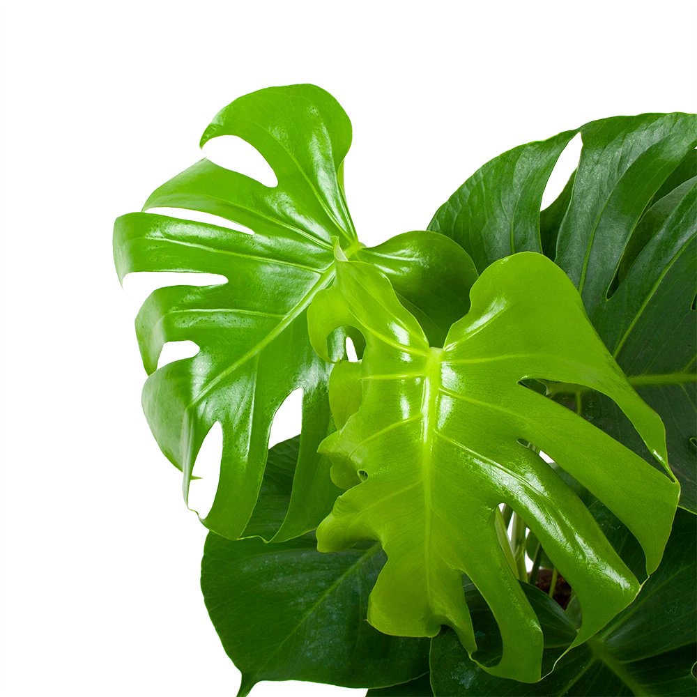 Monstera Deliciosa - Gatenplant - P17 H65 - Kamerplant 4 Monstera Deliciosa - Gatenplant - P17 H65 - Kamerplant - Afbeelding 2