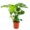 Monstera Deliciosa - Gatenplant - P21 H75 - Kamerplant -Goedkope Groen Tuin Geluk Winkel monstera deliciosa gatenplant p21 h75 4