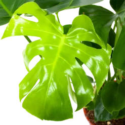 Monstera Deliciosa - Gatenplant - P21 H75 - Kamerplant -Goedkope Groen Tuin Geluk Winkel monstera deliciosa gatenplant p21 h75 5