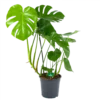 Monstera Deliciosa - Gatenplant - P24 H100 - Kamerplant -Goedkope Groen Tuin Geluk Winkel monstera deliciosa gatenplant p24 h100 kamerplant 1