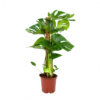 Monstera Deliciosa Op Mosstok - Gatenplant - P19 H80 - Kamerplant -Goedkope Groen Tuin Geluk Winkel monstera deliciosa op mosstok gatenplant p19 h80 1