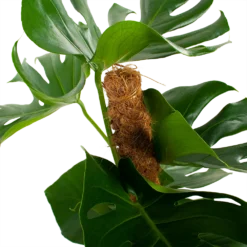 Monstera Deliciosa Op Mosstok - Gatenplant - P19 H80 - Kamerplant -Goedkope Groen Tuin Geluk Winkel monstera deliciosa op mosstok gatenplant p19 h80 5