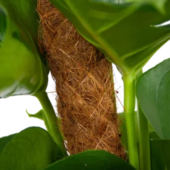 Monstera Deliciosa Op Mosstok - Gatenplant - P19 H80 - Kamerplant -Goedkope Groen Tuin Geluk Winkel monstera deliciosa op mosstok gatenplant p19 h80 6