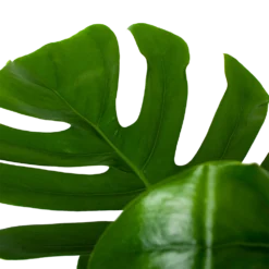 Monstera Deliciosa Op Mosstok - Gatenplant - P24 H120 - Kamerplant -Goedkope Groen Tuin Geluk Winkel monstera deliciosa op mosstok gatenplant p24 h120 6