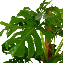 Monstera Deliciosa Op Mosstok - Gatenplant - P24 H150 - Kamerplant -Goedkope Groen Tuin Geluk Winkel monstera deliciosa op mosstok gatenplant p24 h150 5