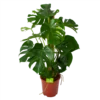 Monstera Deliciosa Op Mosstok - Gatenplant - P27 H120 - Kamerplant 2 Monstera Deliciosa Op Mosstok - Gatenplant - P27 H120 - Kamerplant -Goedkope Groen Tuin Geluk Winkel monstera deliciosa op mosstok gatenplant p27 h120 1 3