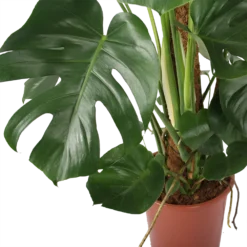 Monstera Deliciosa Op Mosstok - Gatenplant - P27 H120 - Kamerplant -Goedkope Groen Tuin Geluk Winkel monstera deliciosa op mosstok gatenplant p27 h120 5 3