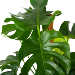 Monstera Deliciosa Op Mosstok - Gatenplant - P27 H120 - Kamerplant -Goedkope Groen Tuin Geluk Winkel monstera deliciosa op mosstok gatenplant p27 h120 6 3