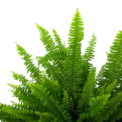 Nephrolepis Exalata Green Lady - Krulvaren - P19 H60 - Kamerplant -Goedkope Groen Tuin Geluk Winkel nephrolepis exalata green lady krulvaren p19 h60 5