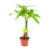 Pachira Aquatica - Geldboom - P12 H45 - Kamerplant -Goedkope Groen Tuin Geluk Winkel pachira aquatica geldboom p12 h45 1