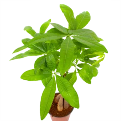 Pachira Aquatica - Geldboom - P12 H45 - Kamerplant -Goedkope Groen Tuin Geluk Winkel pachira aquatica geldboom p12 h45 6