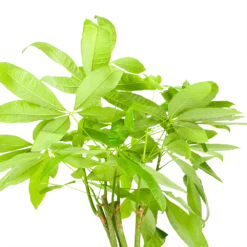 Pachira Aquatica - Geldboom - P24 H135 - Kamerplant -Goedkope Groen Tuin Geluk Winkel pachira aquatica geldboom p24 h135 6