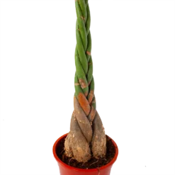 Pachira Aquatica - Geldboom - P27 H150 - Kamerplant -Goedkope Groen Tuin Geluk Winkel pachira aquatica geldboom p27 h150 5