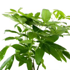 Pachira Aquatica - Geldboom - P27 H150 - Kamerplant -Goedkope Groen Tuin Geluk Winkel pachira aquatica geldboom p27 h150 6