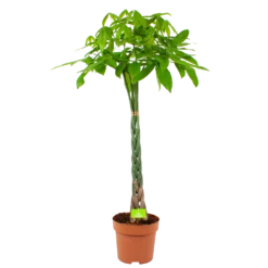 Pachira Aquatica - Geldboom - P30 H150 - Kamerplant