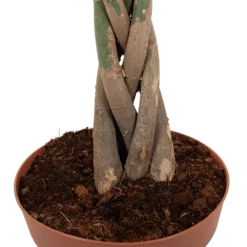 Pachira Aquatica - Geldboom - P30 H150 - Kamerplant -Goedkope Groen Tuin Geluk Winkel pachira aquatica geldboom p30 h150 6 1